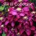 Клематіс Ян ІІІ Собескі (Clematis Jan III Sobieski)